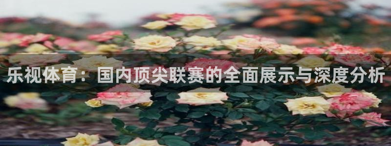 乐视体育：国内顶尖联赛的全面展示与深度分析